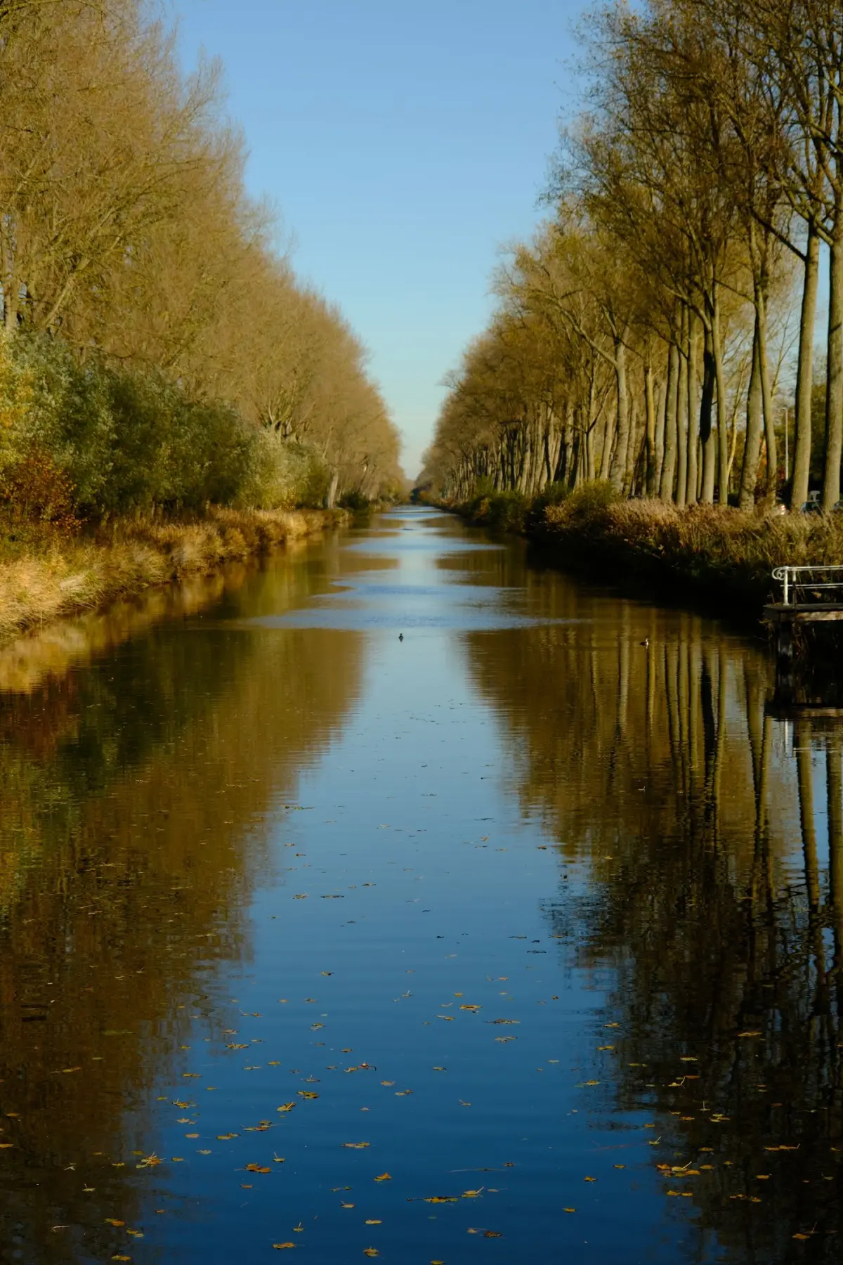 The tree-lined Damme Canal, the cycling route from Bruges to Damme