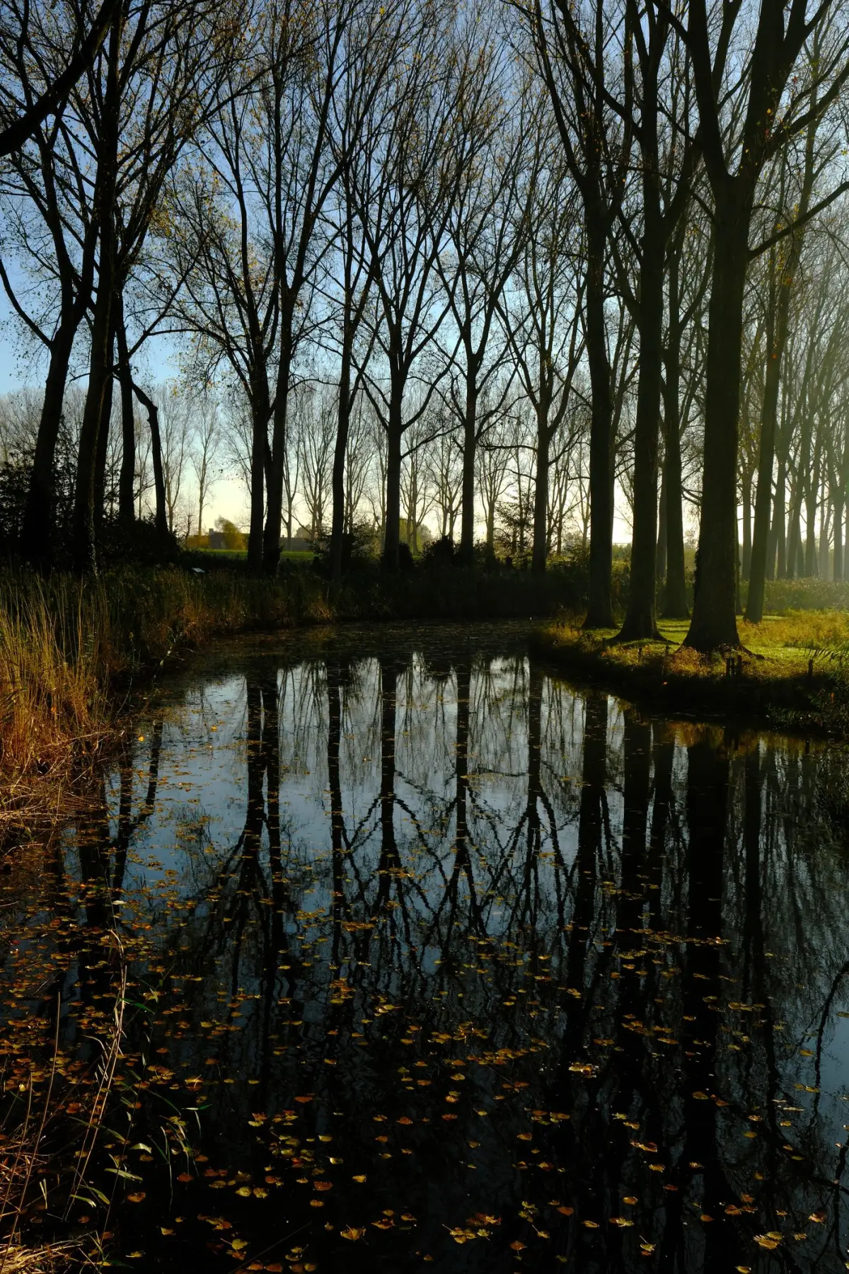 An autumn morning by the water near Damme